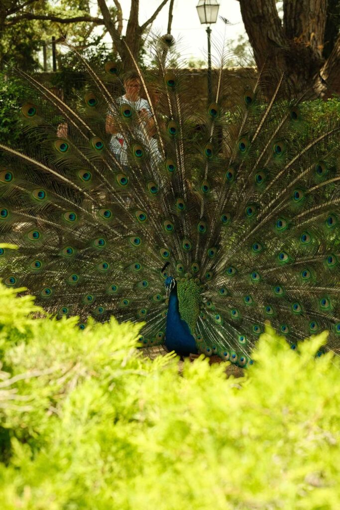 Peacock in São Jorge Castle